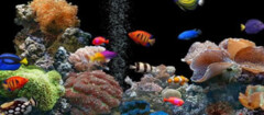 aquarios-e-peixes-piracicaba-1467144049