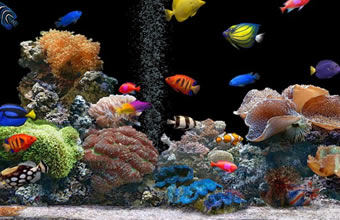 Bio Aqua Aquários e Lagos - Foto 1