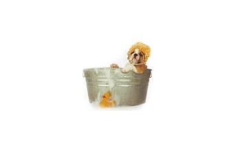 Banho e Tosa Cão Camarada - Foto 1