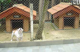 Canil Santos - Foto 1