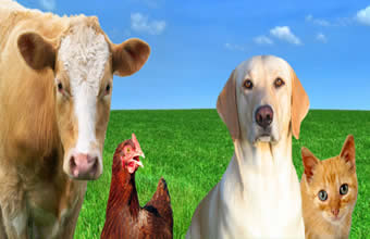 Mk Comércio de Produtos Veterinários - Foto 1