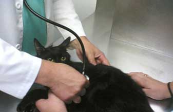 Clínica Veterinária Cidade Jardim - Foto 1