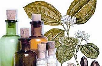 Farmácia Homeopática Favo Mel - Foto 1