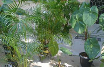 Spagnhol Plantas Ornamentais - Foto 1